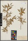 Foto von Salix alba L.